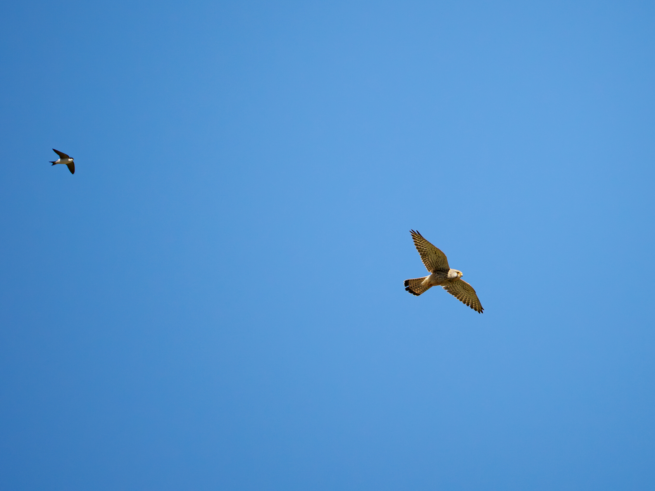 Turmfalke & Schwalbe