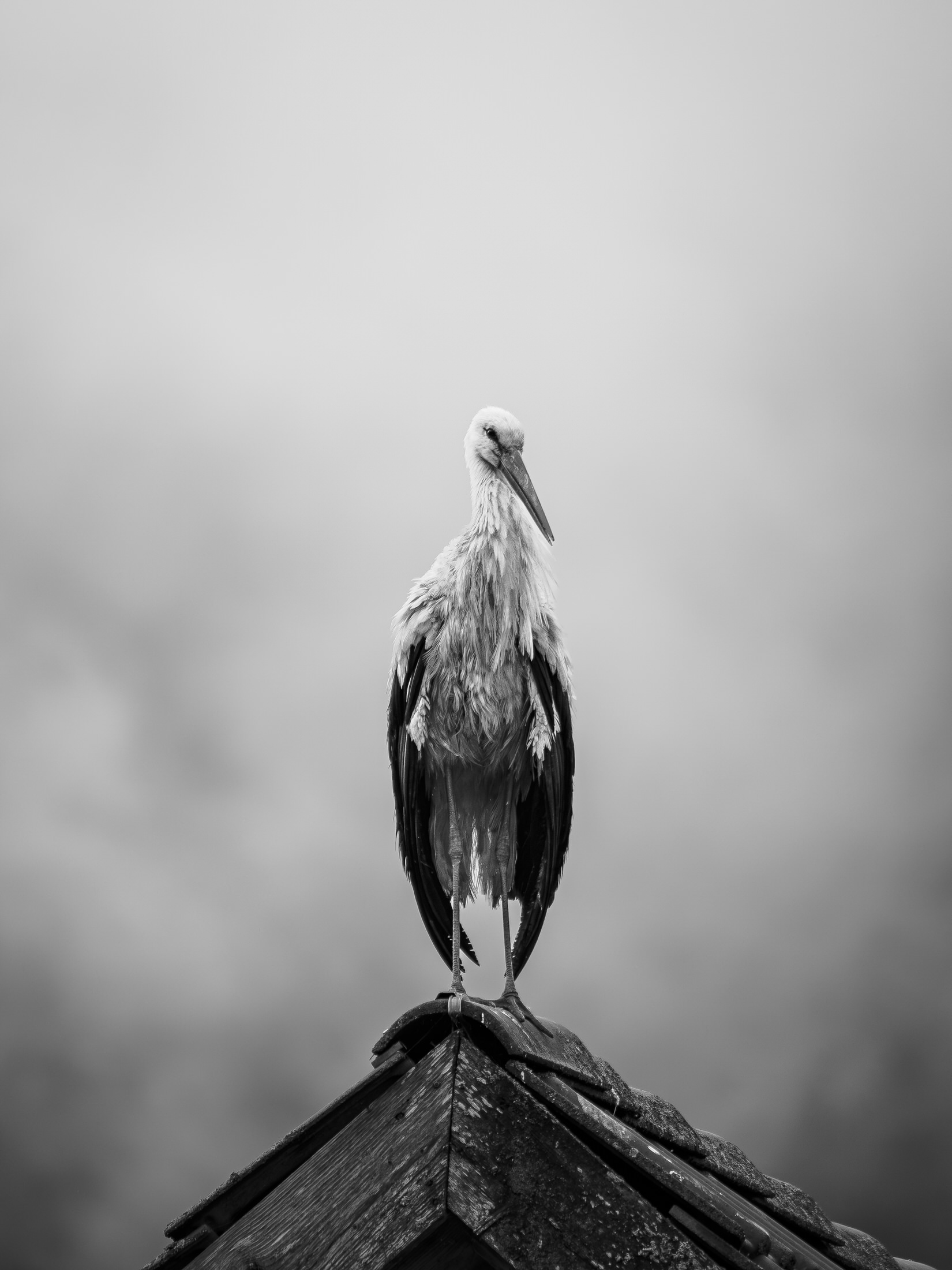 Weißstorch