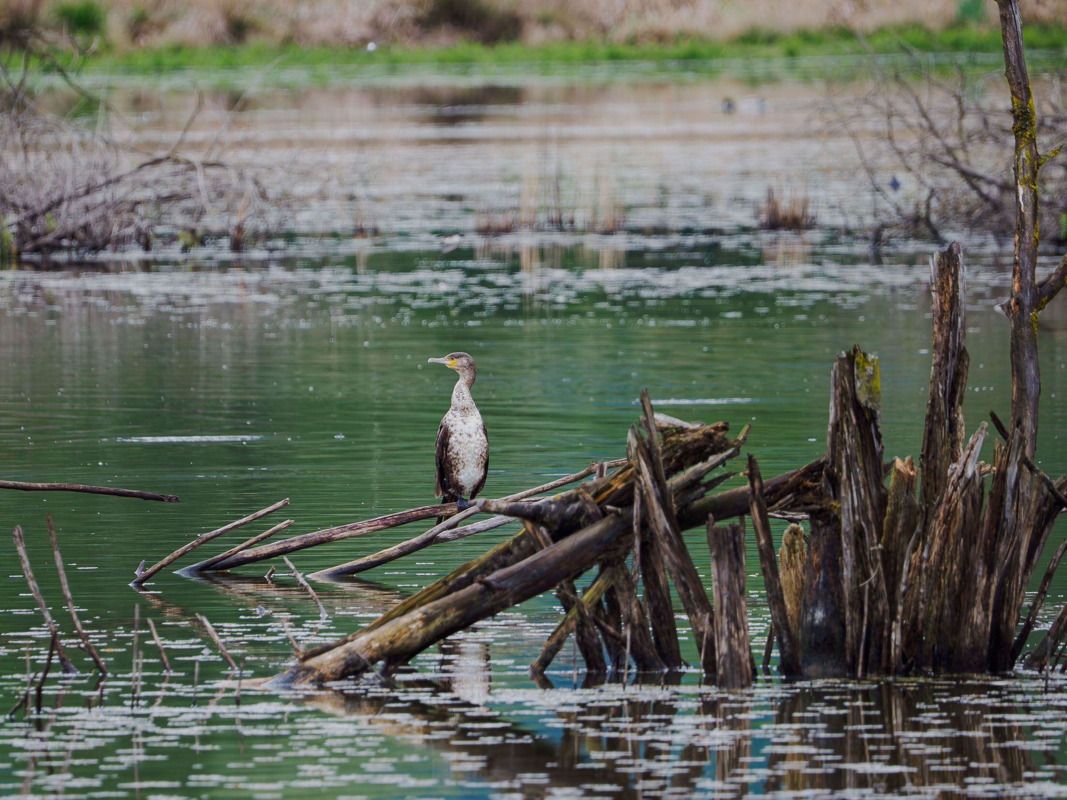 Kormoran