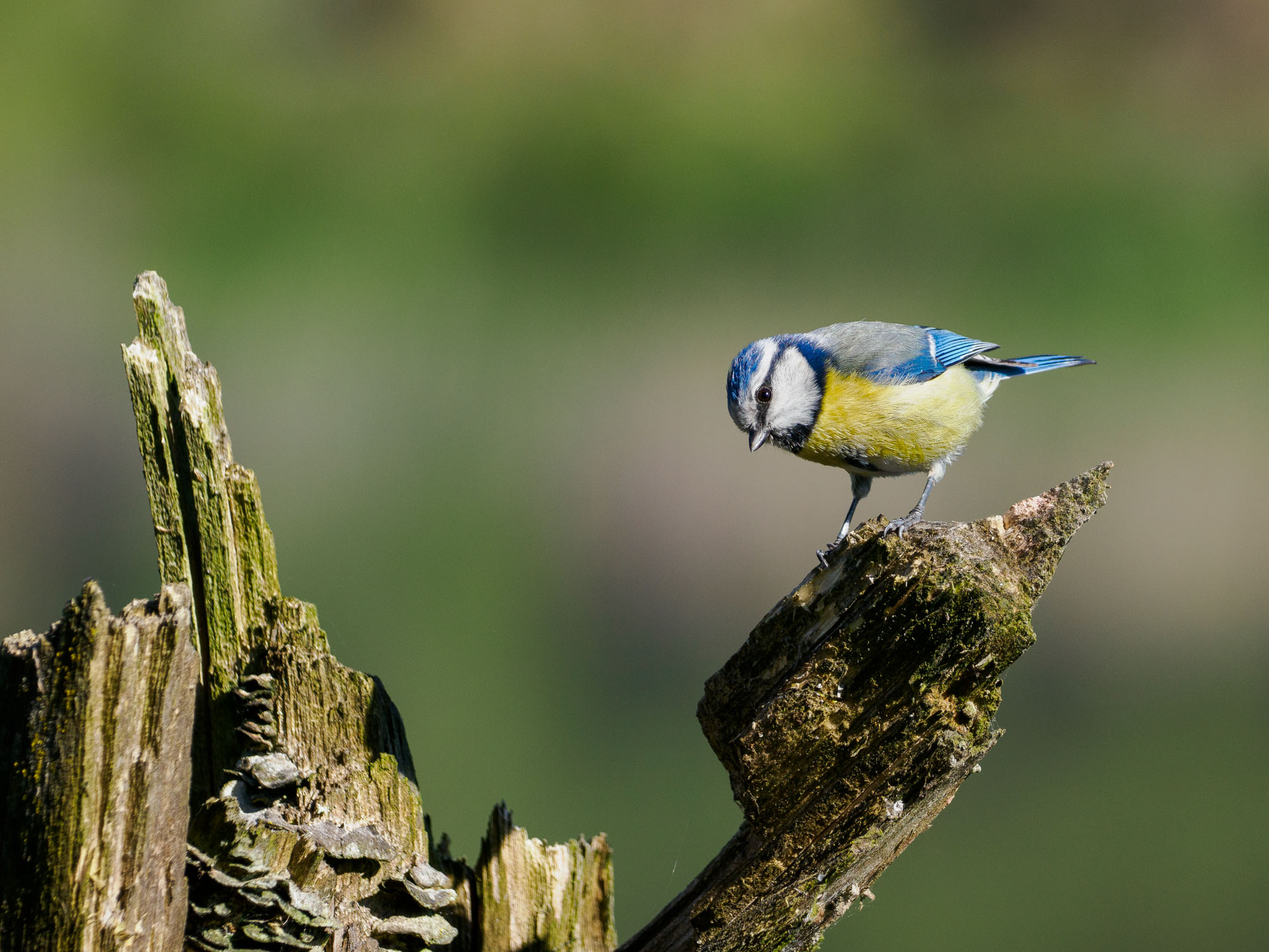 Blaumeise