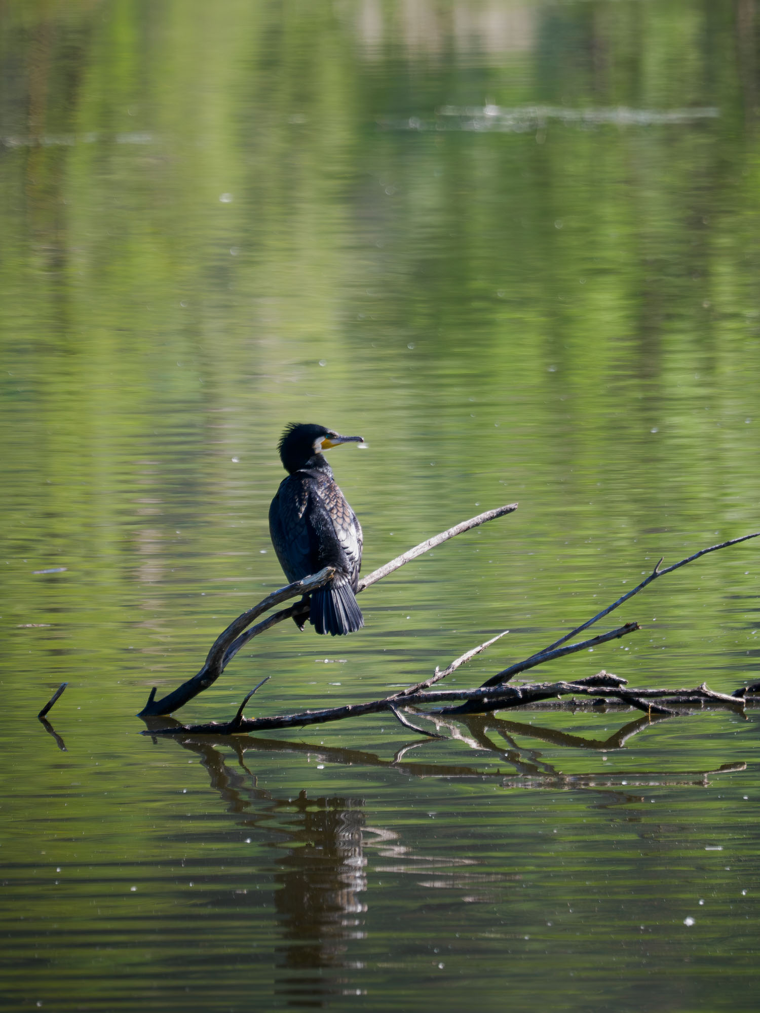 Kormoran