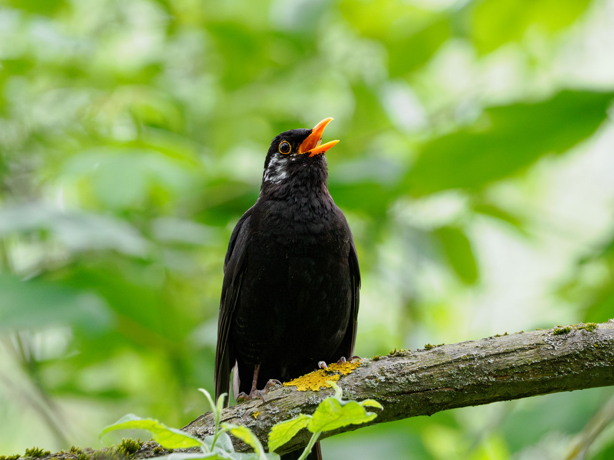 Amsel