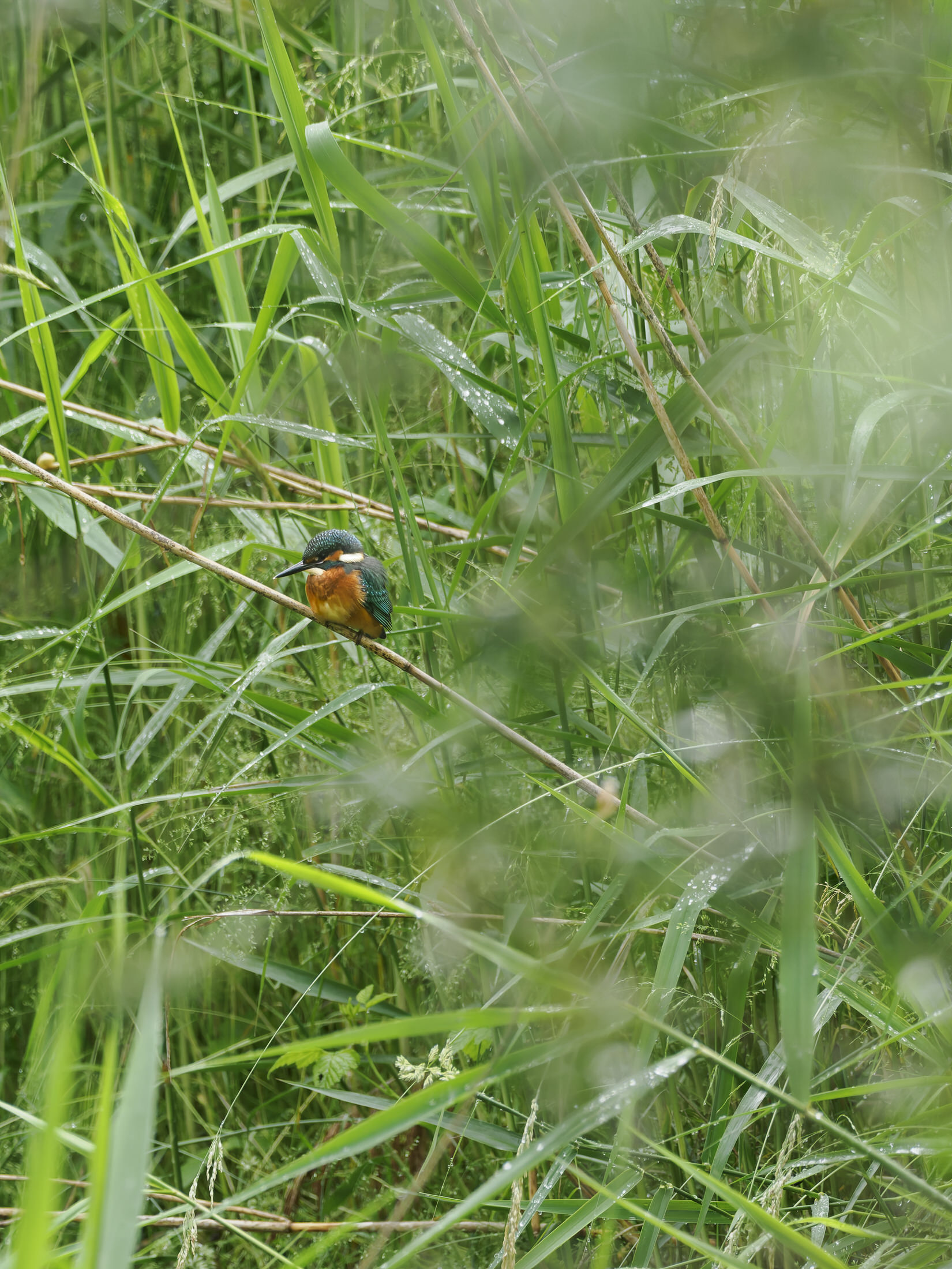 Eisvogel