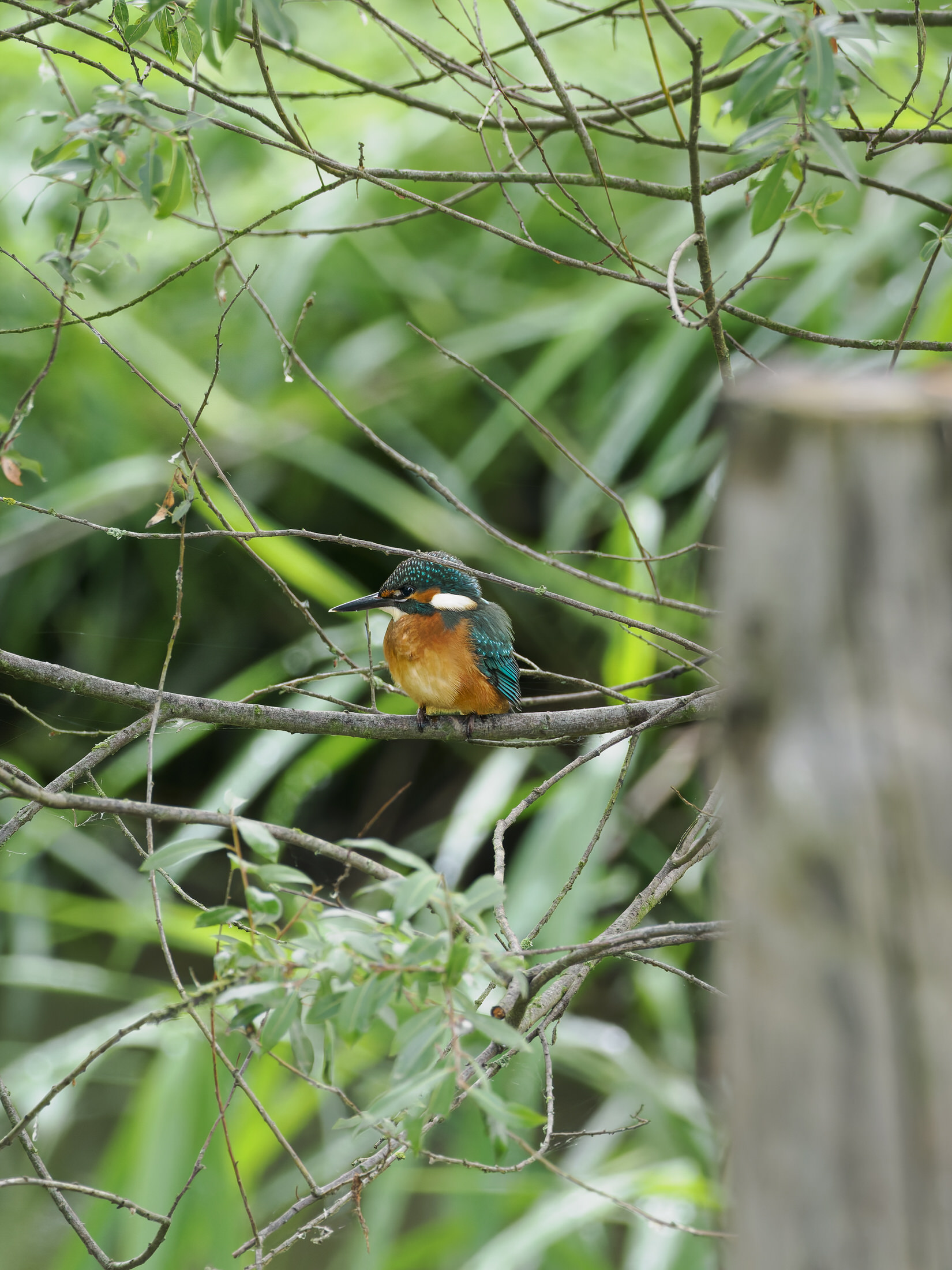 Eisvogel