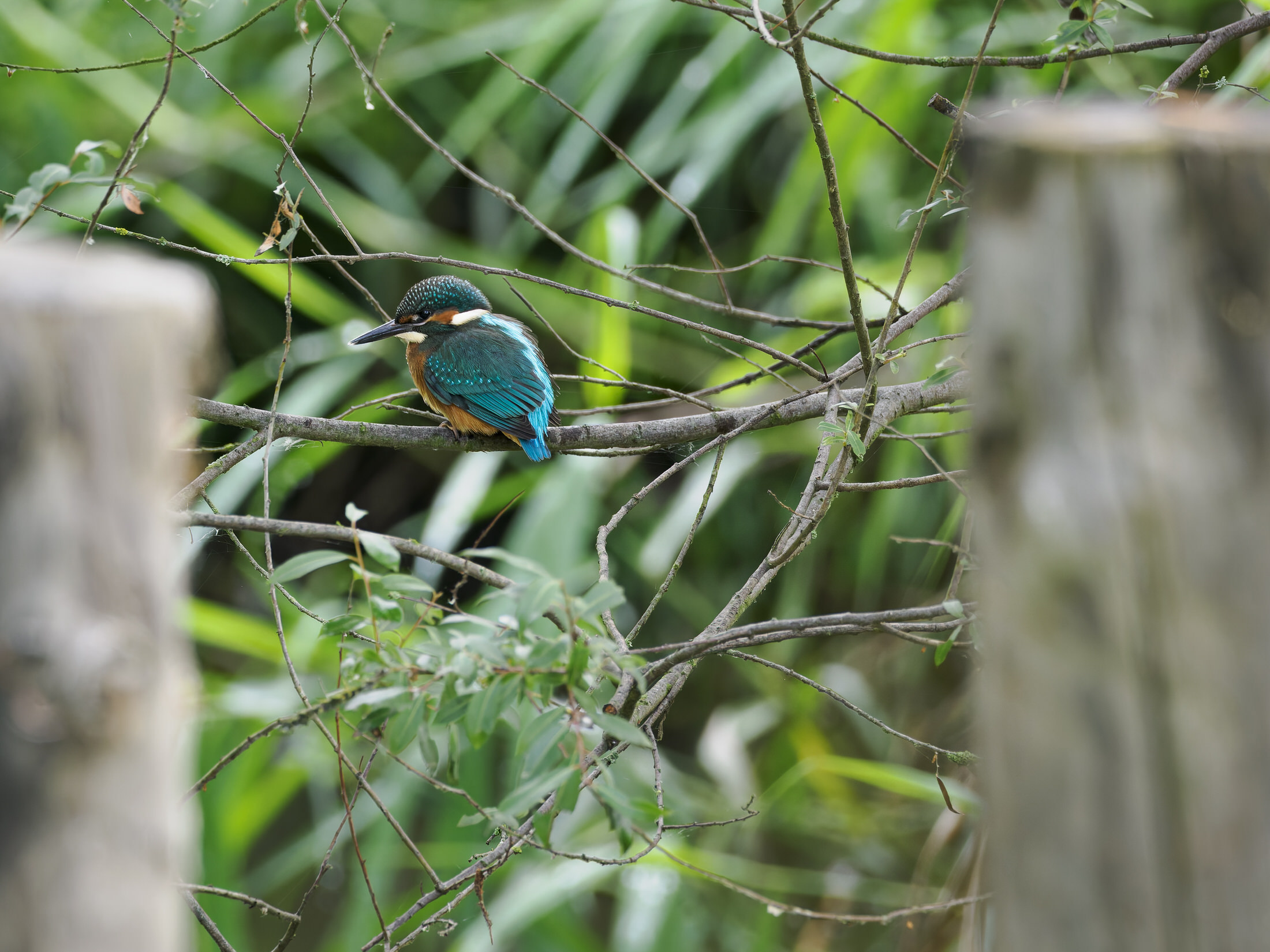 Eisvogel