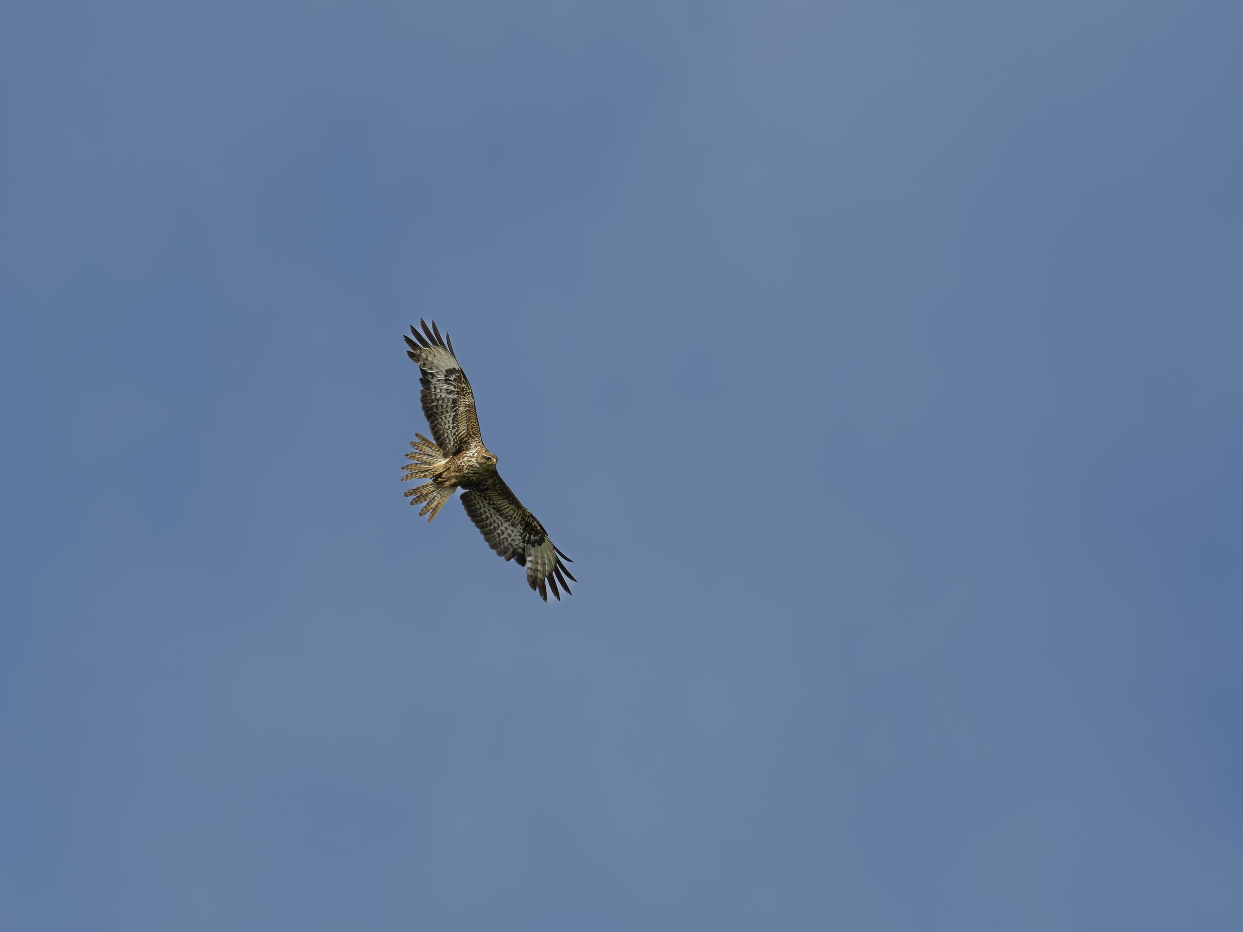 Mäusebussard