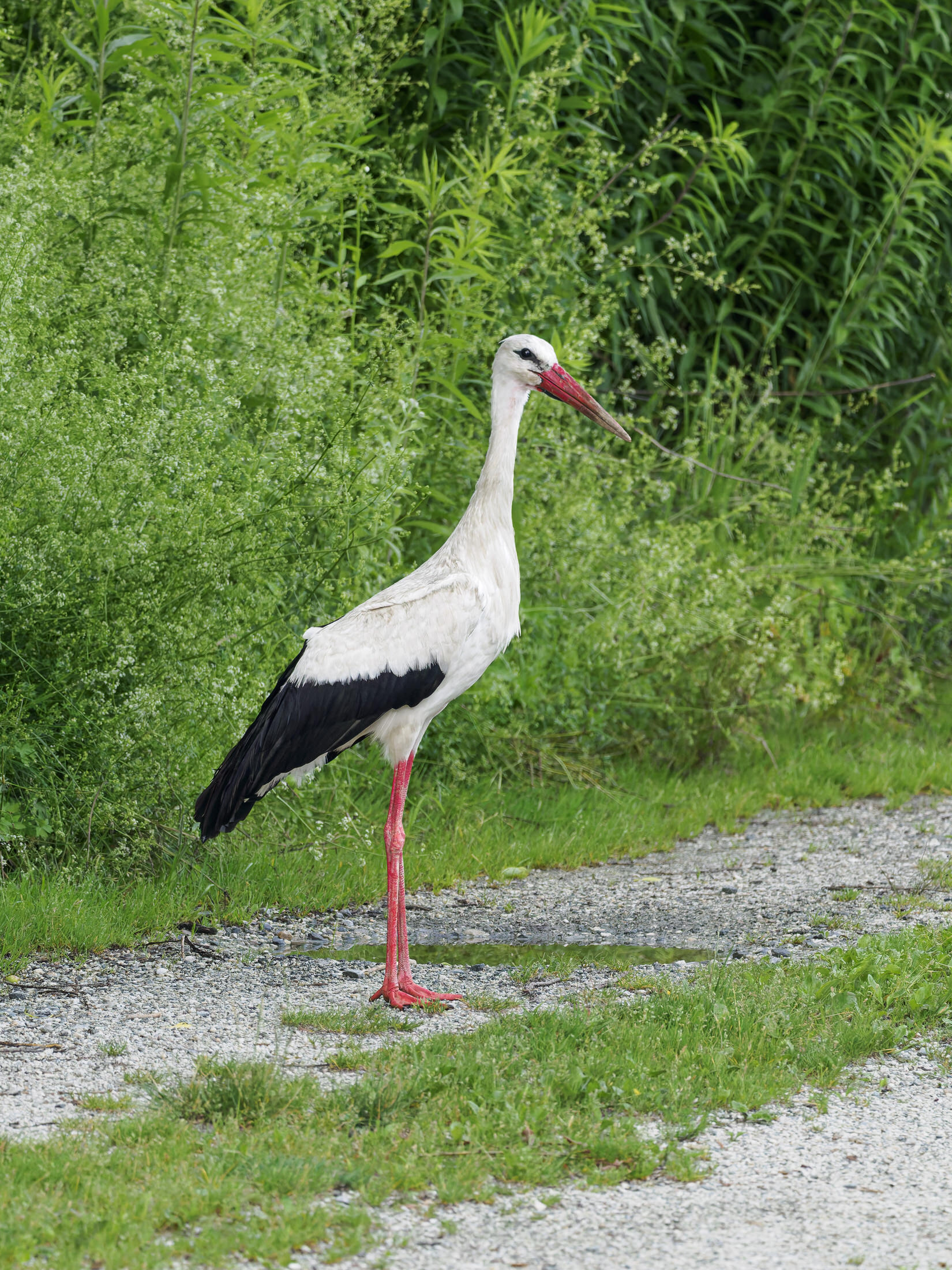 Weißstorch