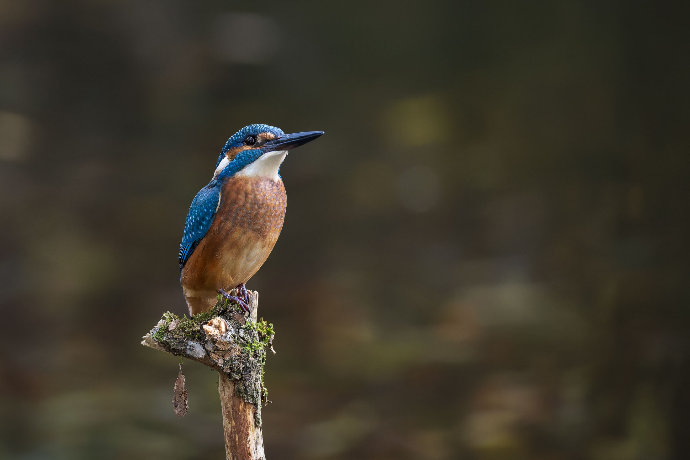 Eisvogel