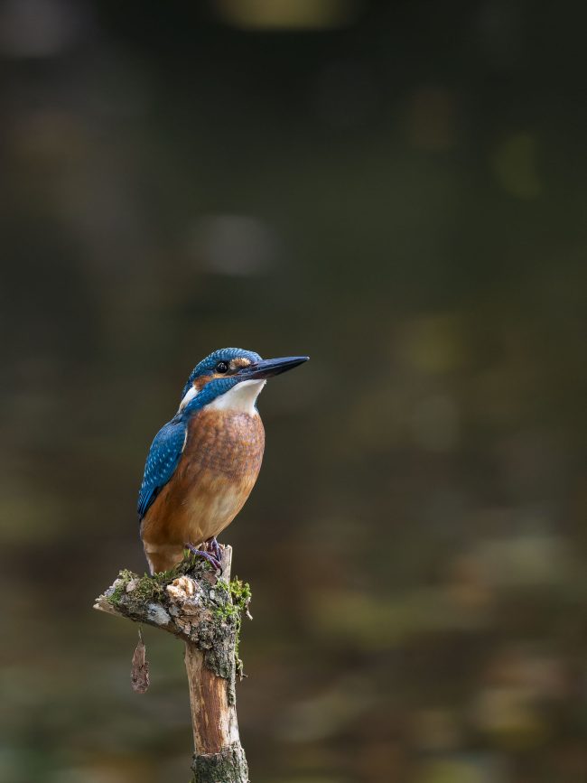 Eisvogel
