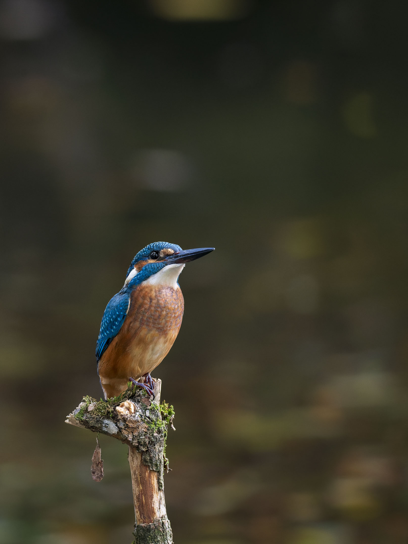 Eisvogel