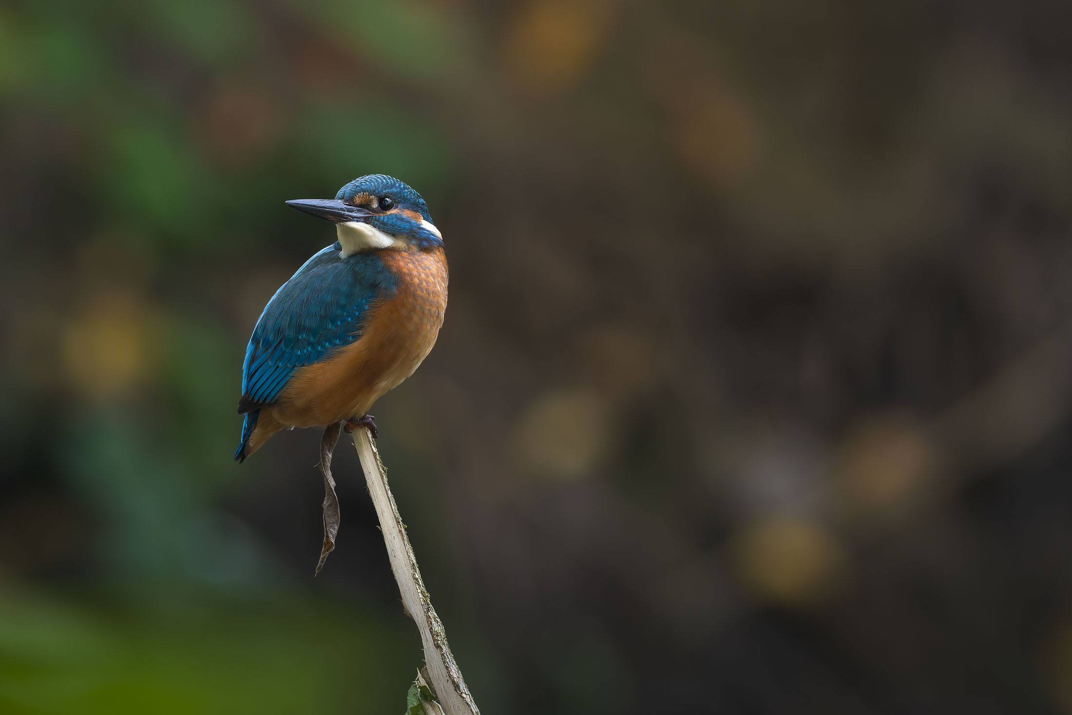 Eisvogel_18