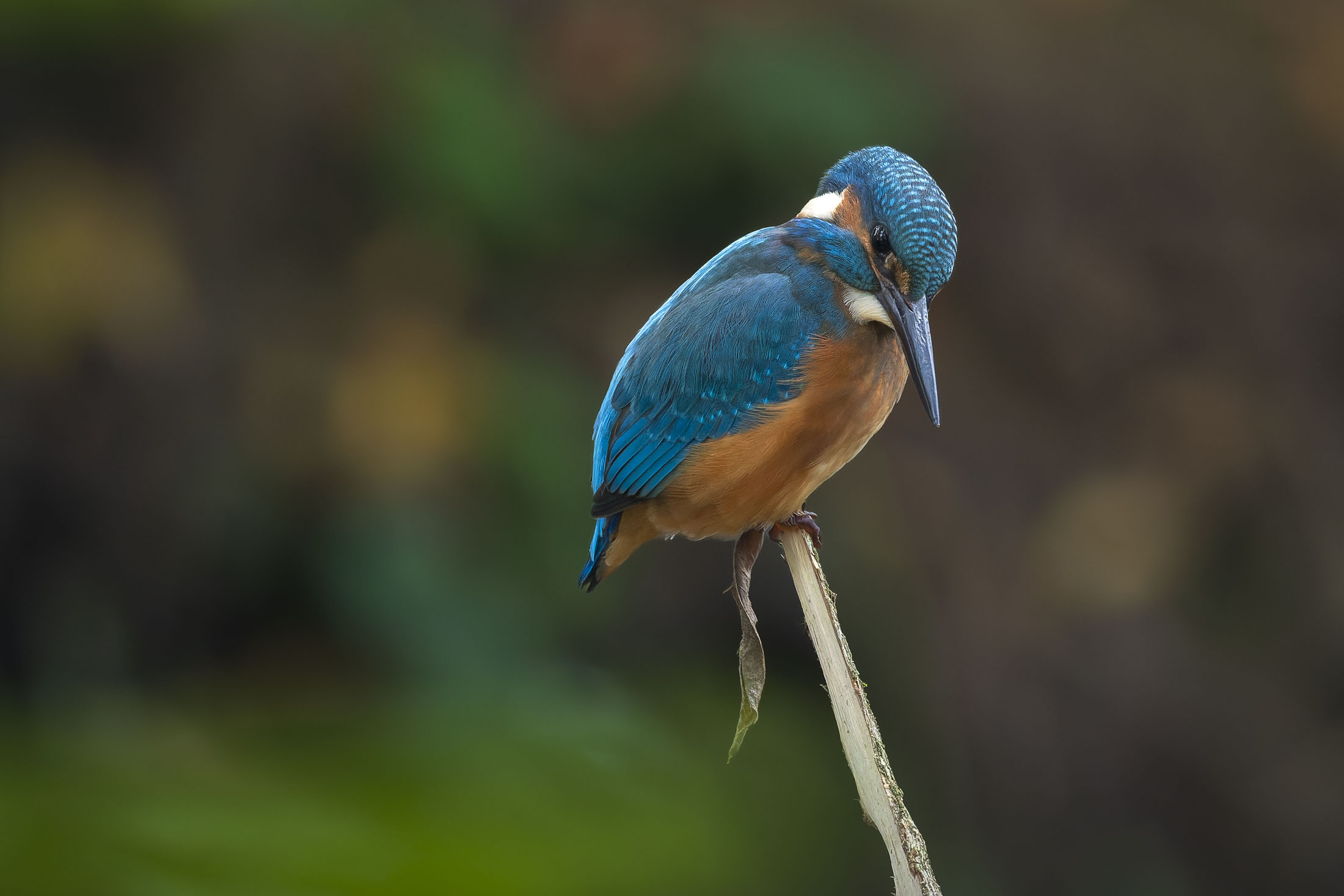 Eisvogel_19
