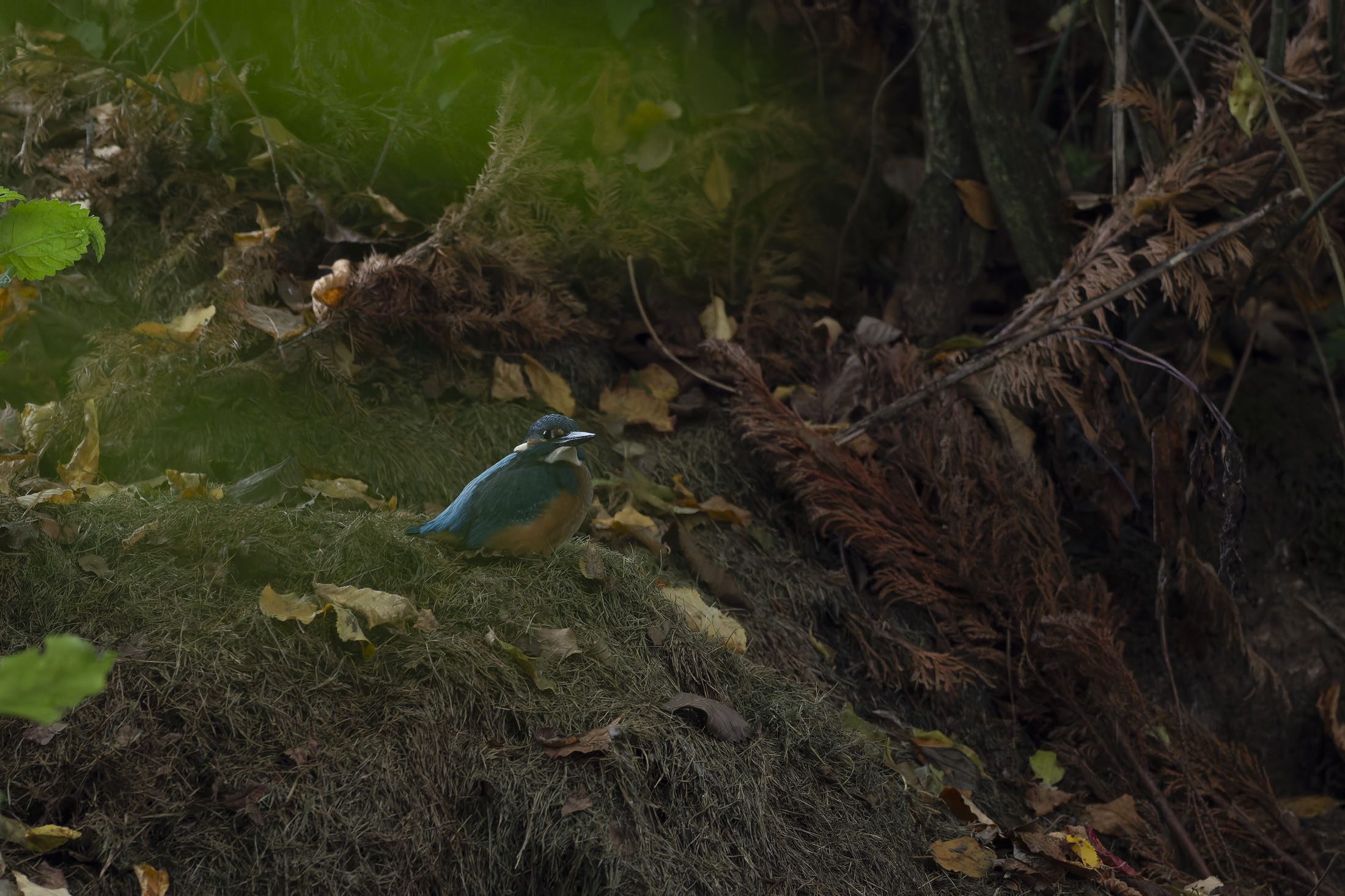 Eisvogel_2