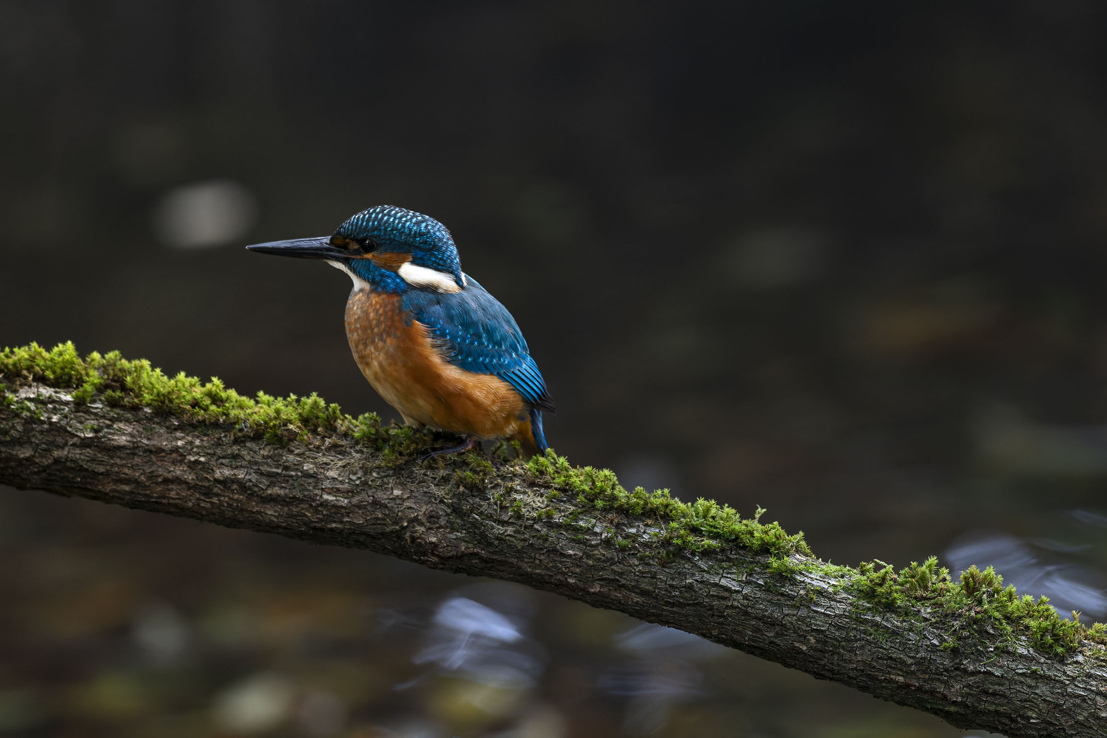 Eisvogel_3