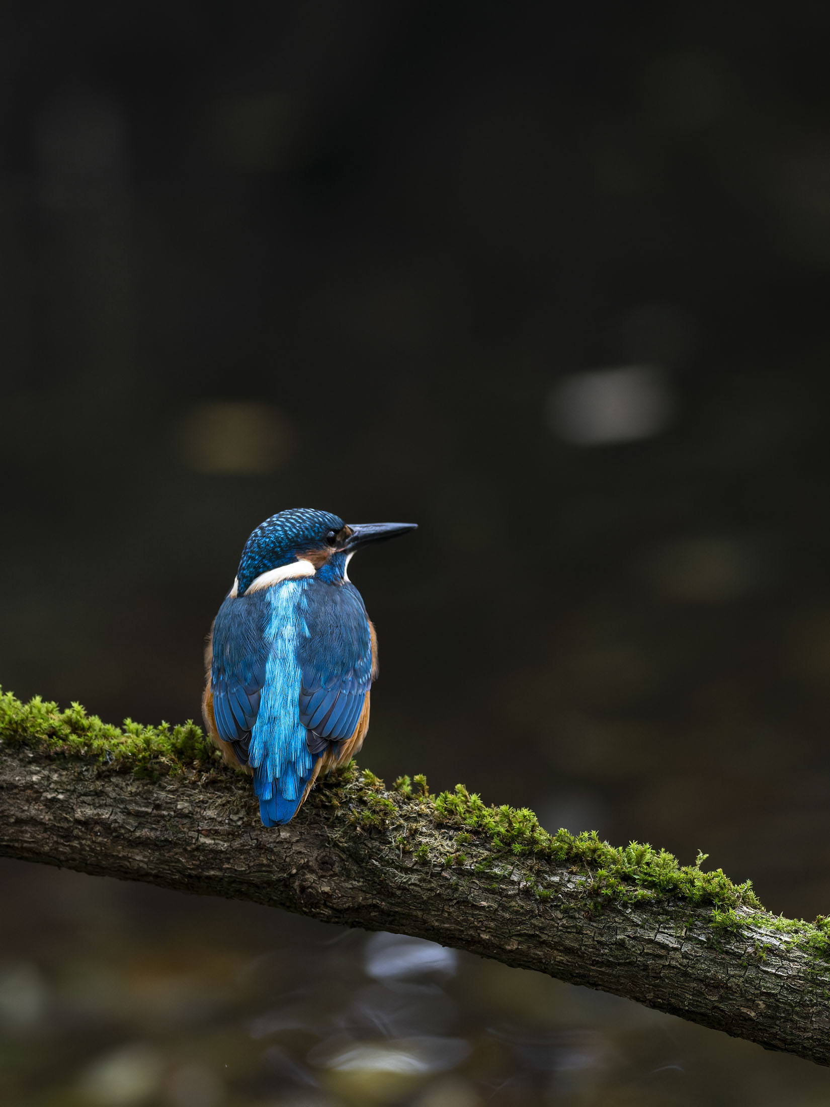 Eisvogel_6