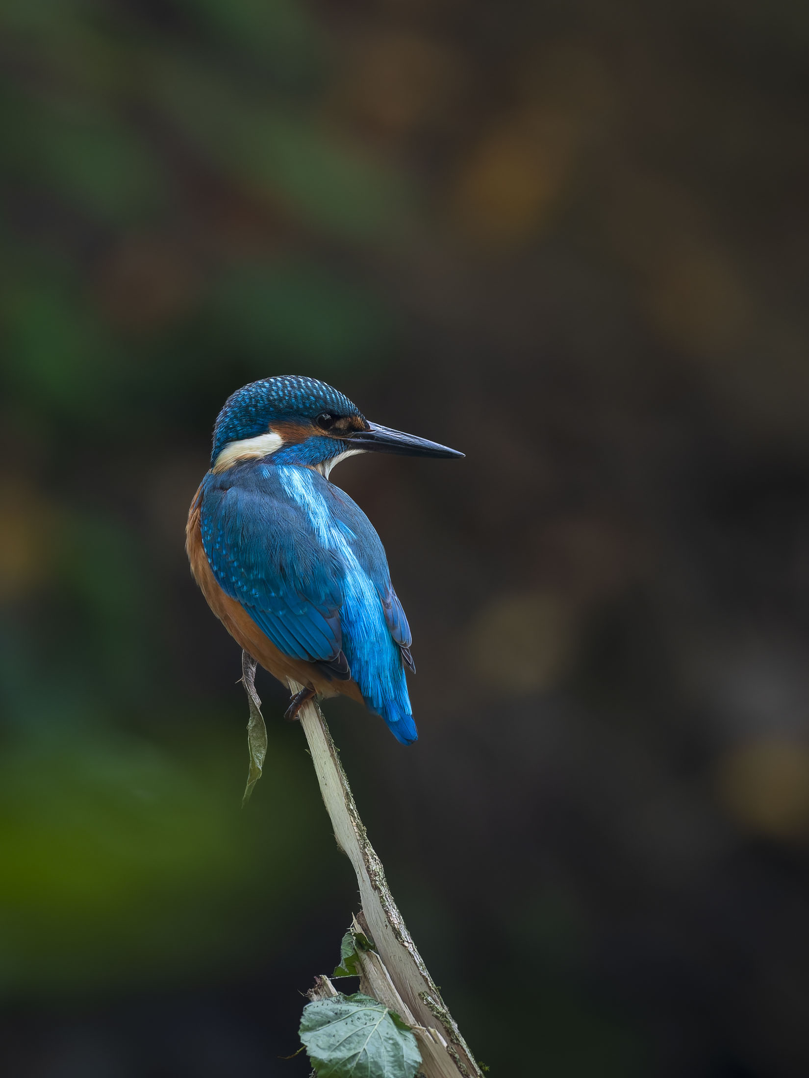 Eisvogel_9