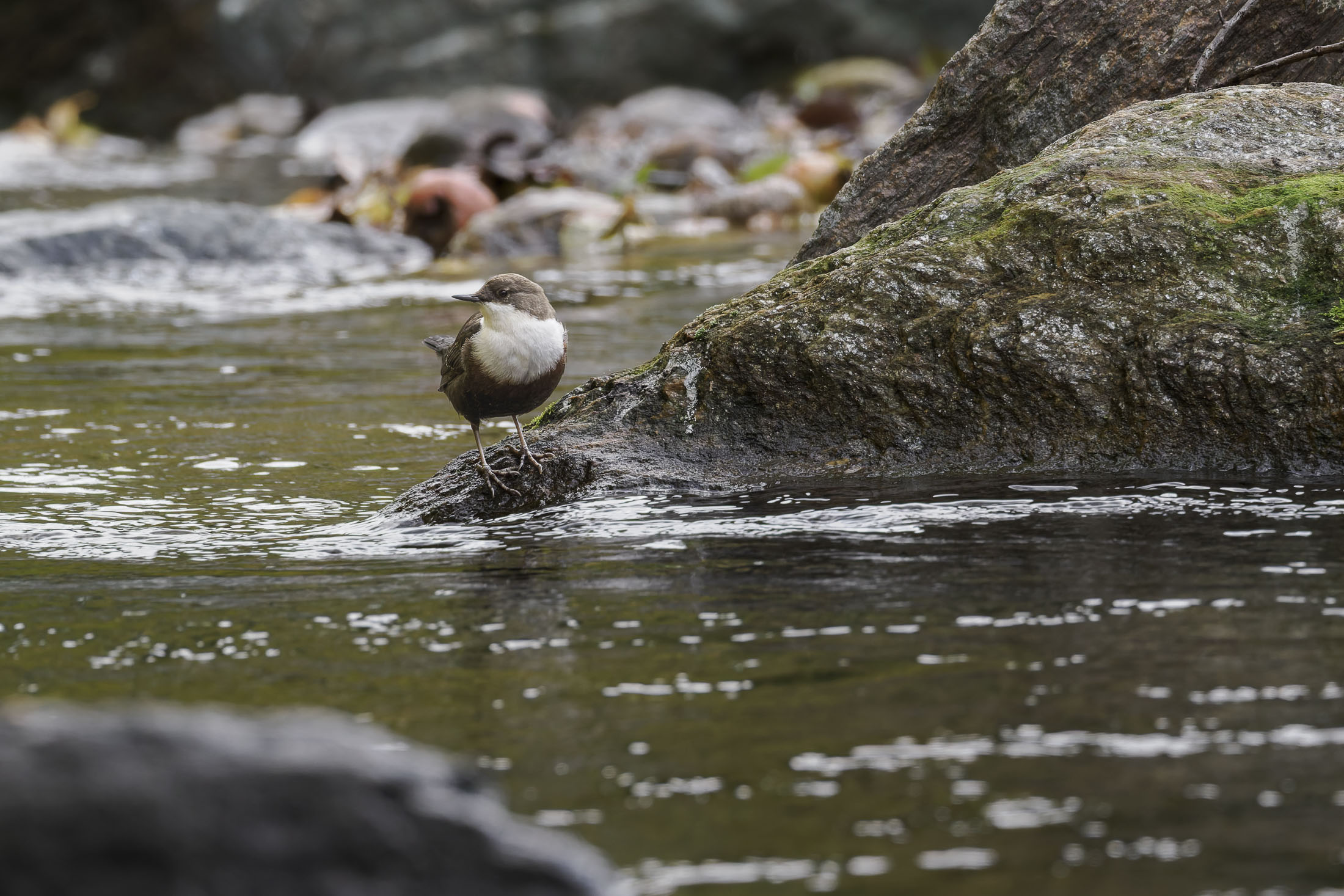 Wasseramsel