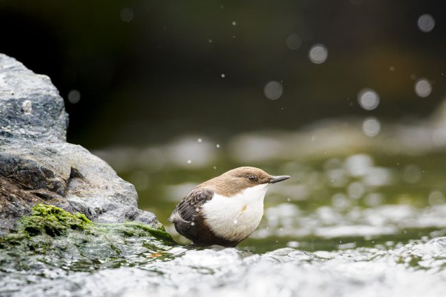 Wasseramsel