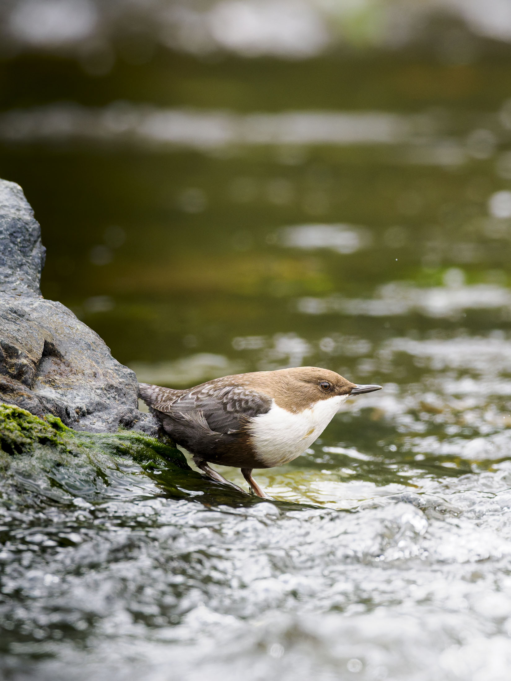 Wasseramsel22