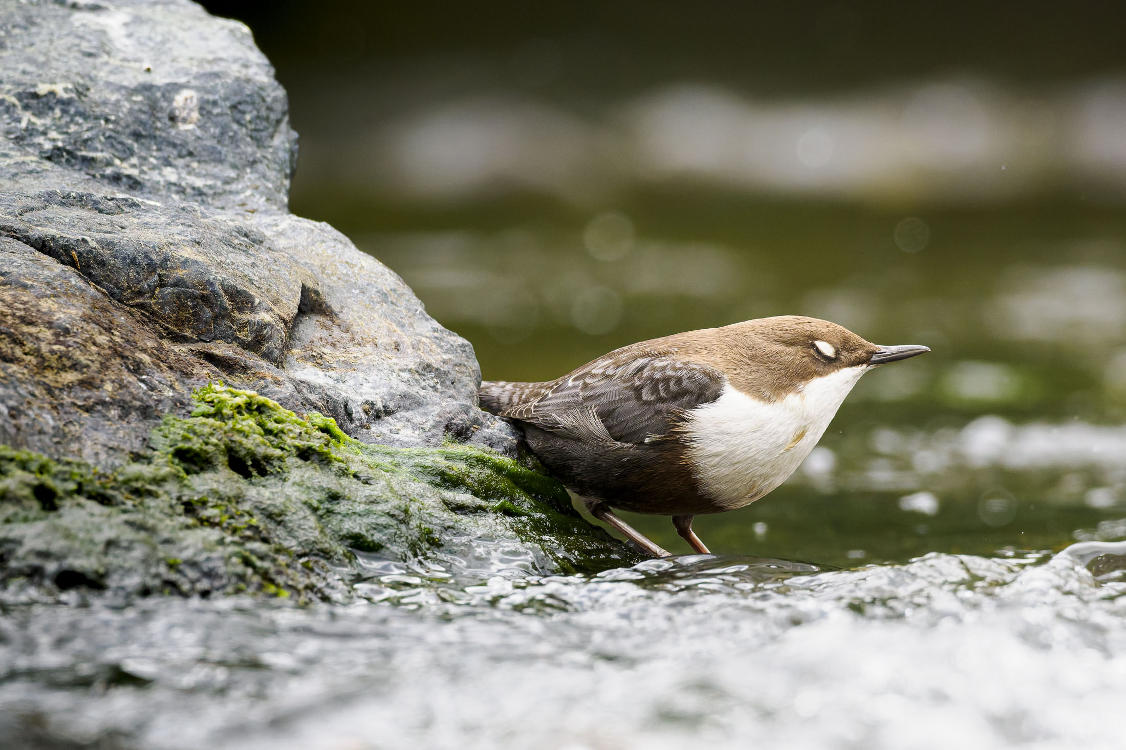 Wasseramsel
