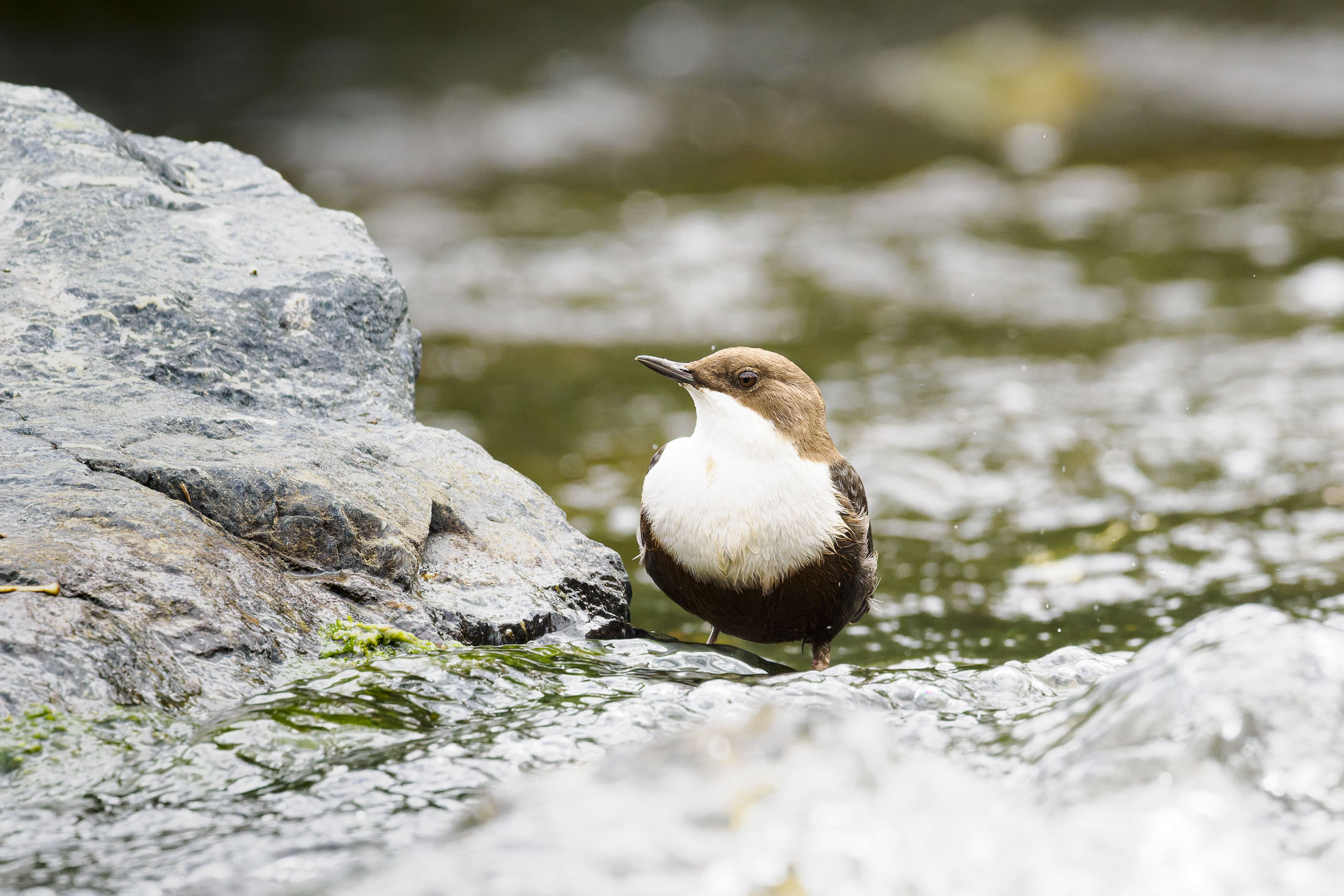 Wasseramsel43