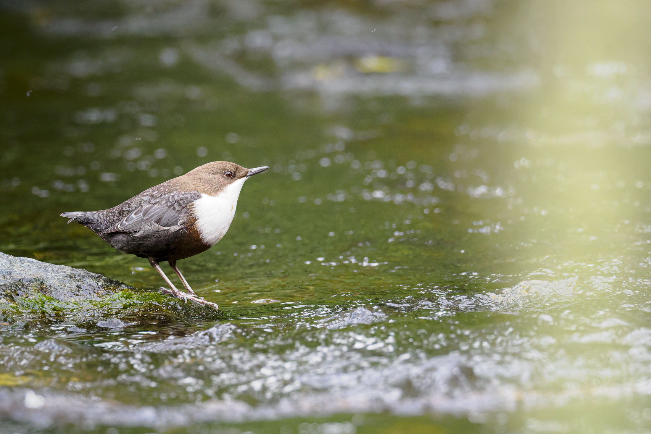 Wasseramsel