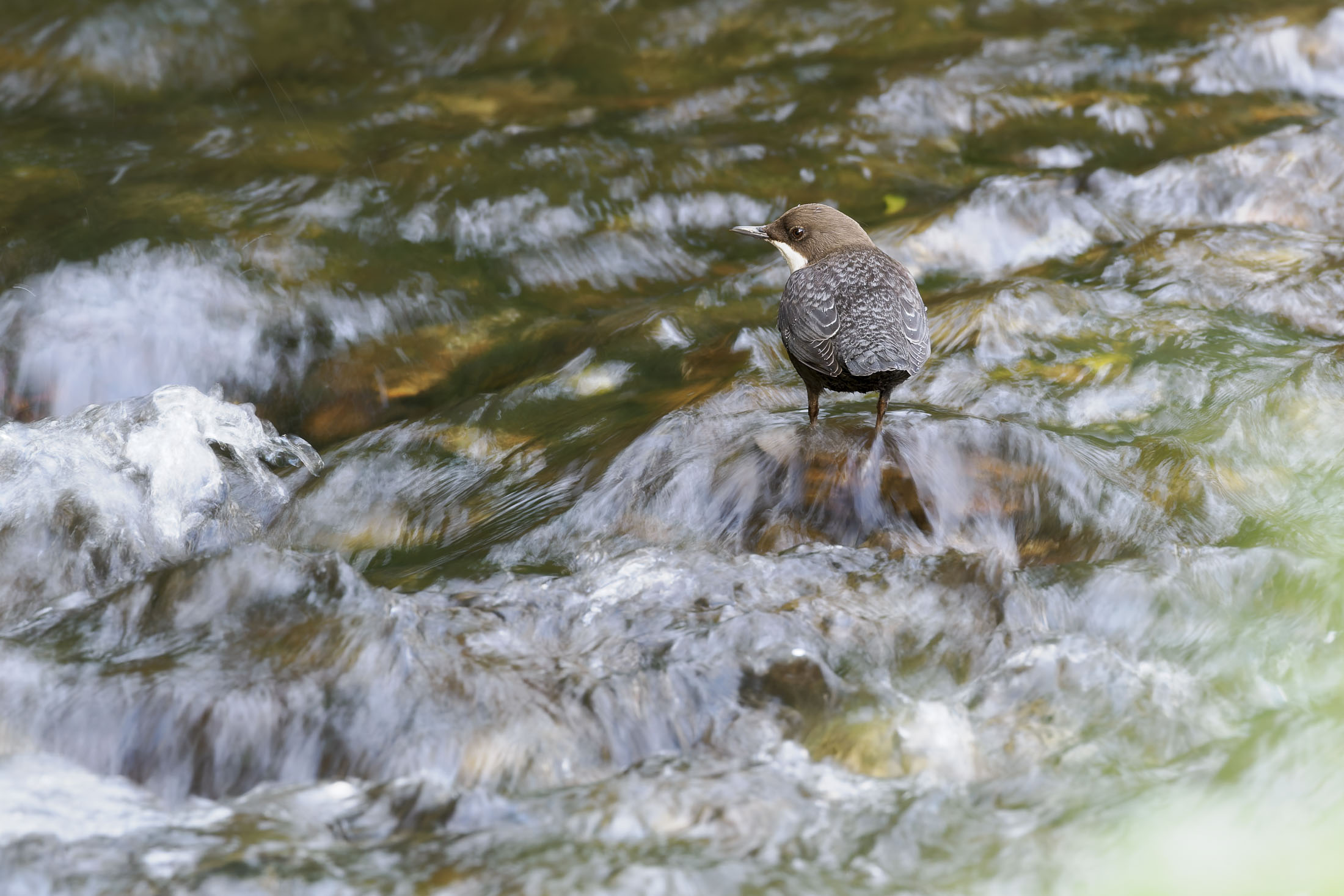 Wasseramsel5