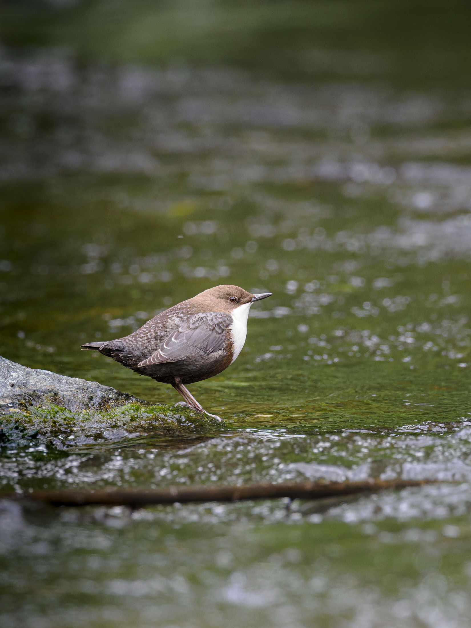 Wasseramsel