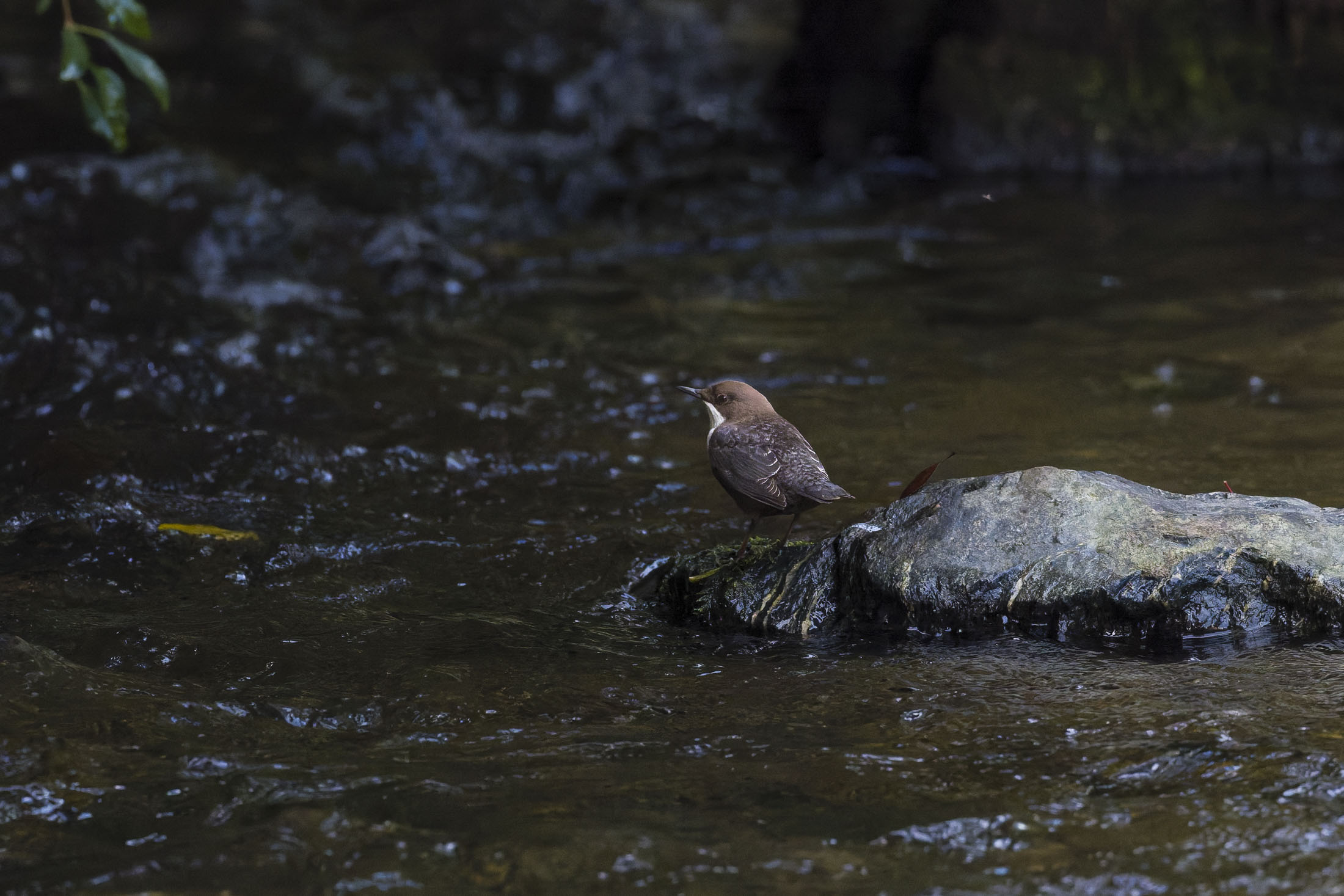 Wasseramsel8